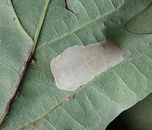 Mine of Phyllonorycter roboris on Quercus