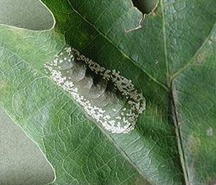 Mine of Phyllonorycter roboris on Quercus