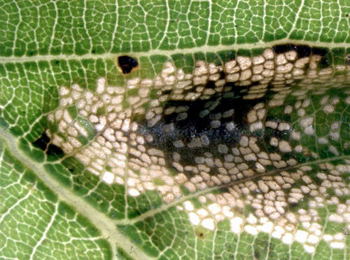 Mine of Phyllonorycter roboris on Quercus robur