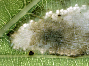 Mine of Phyllonorycter roboris on Quercus