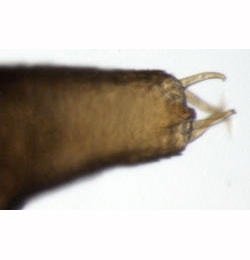 Phyllonorycter roboris pupa,  cremaster,  dorsal