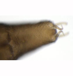 Phyllonorycter roboris pupa,  cremaster,  ventral