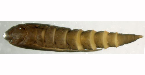 Phyllonorycter roboris pupa,  lateral