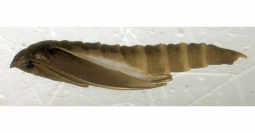 Phyllonorycter roboris pupa,  lateral