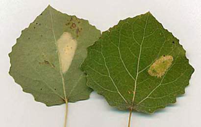 Mine of Phyllonorycter sagitella on Populus tremula