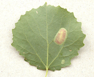 Mine of Phyllonorycter sagitella on Populus tremula