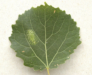 Mine of Phyllonorycter sagitella on Populus tremula