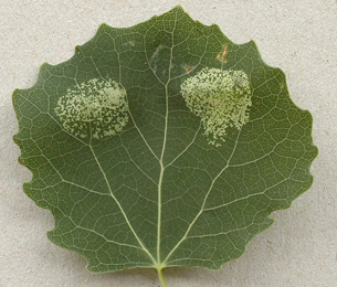 Mine of Phyllonorycter sagitella on Populus tremula