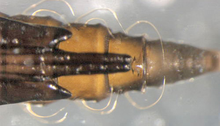 Phyllonorycter sagitella pupa,  ventral