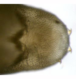Phyllonorycter sagitella pupa,  cremaster,  dorsal