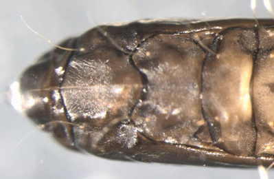 Phyllonorycter sagitella pupa,  dorsal