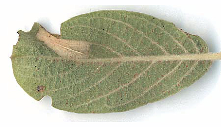 Mine of Phyllonorycter salicicolella on Salix cinerea