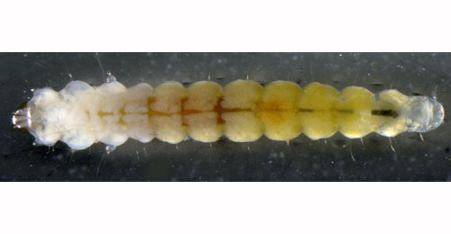 Phyllonorycter salicicolella larva,  dorsal