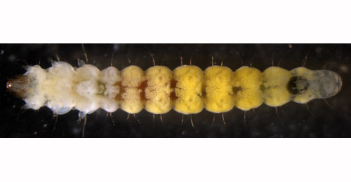 Phyllonorycter salicicolella larva,  ventral