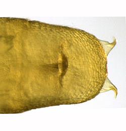 Phyllonorycter salicicolella pupa,  cremaster,  dorsal