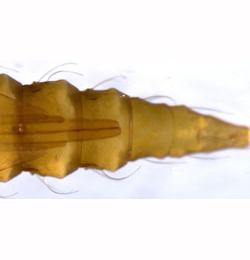 Phyllonorycter salictella pupa,  abdomen,  ventral