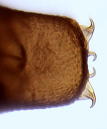 Phyllonorycter salictella pupa,  cremaster,  dorsal