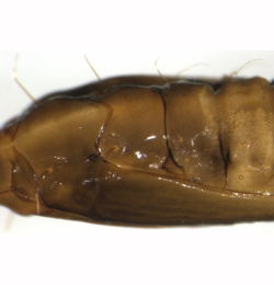 Phyllonorycter salictella pupa,  lateral