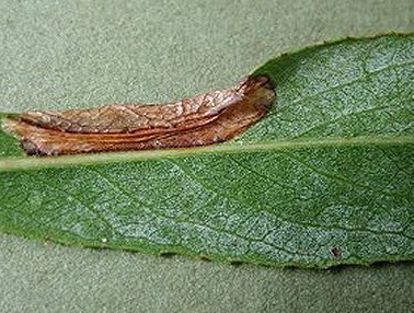 Mine of Phyllonorycter salictella. Image: © Ian Kimber (British leafminers)