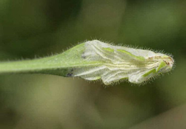 Mine of Phyllonorycter scabiosela on Scabiosa columbaria