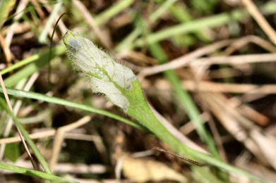 Mine of Phyllonorycter scabiosela on Scabiosa columbaria