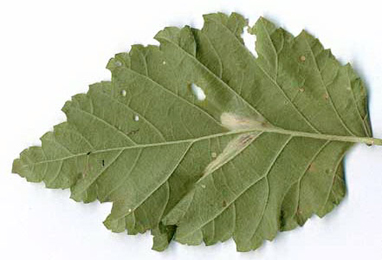 Mine of Phyllonorycter schreberella on Ulmus minor