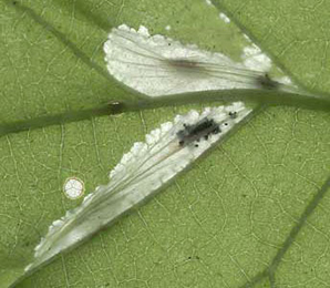 Mine of Phyllonorycter schreberella on Ulmus minor