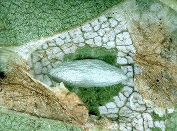 Mine of Phyllonorycter schreberella on Ulmus minor