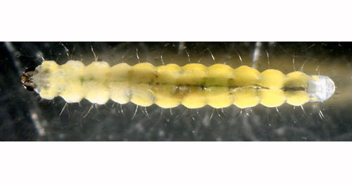 Phyllonorycter schreberella larva,  dorsal