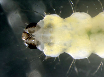 Phyllonorycter schreberella larva,  dorsal