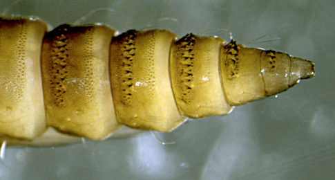 Phyllonorycter schreberella abdomen,  ventral