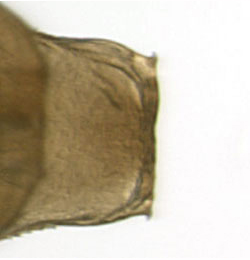 Phyllonorycter schreberella cremaster,  dorsal
