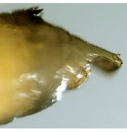 Phyllonorycter schreberella,  pupa,  cremaster,  lateral