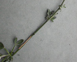 Mine of Phyllonorycter scopariella on Cytisus