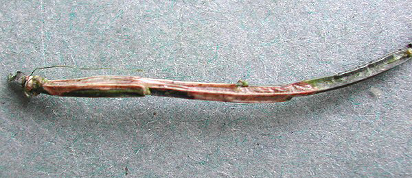 Mine of Phyllonorycter scopariella on Cytisus