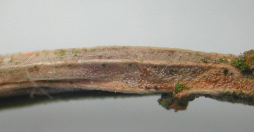 Mine of Phyllonorycter scopariella on Cytisus