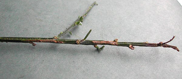 Mine of Phyllonorycter scopariella on Cytisus