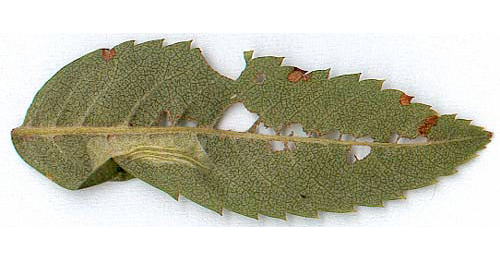 Mine of Phyllonorycter sorbi on Sorbus aucuparia