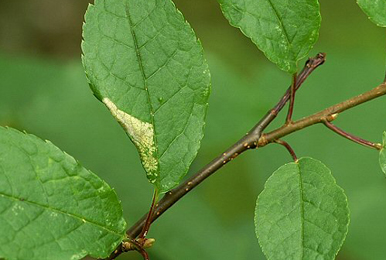 Mine of Phyllonorycter sorbi