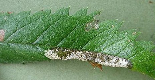 Mine of Phyllonorycter sorbi