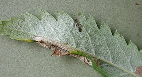 Mine of Phyllonorycter sorbi