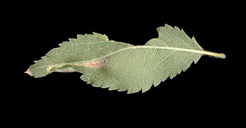 Mine of Phyllonorycter spinicolella on Prunus spinosa