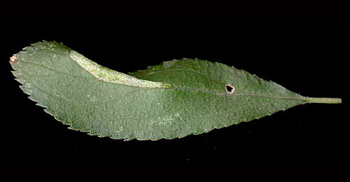 Mine of Phyllonorycter spinicolella on Prunus spinosa