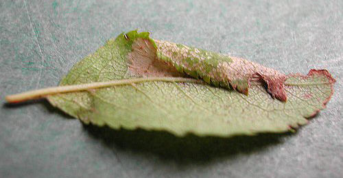 Mine of Phyllonorycter spinicolella on Prunus