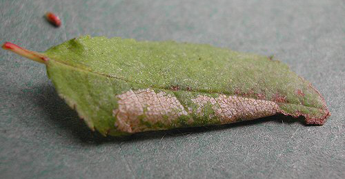 Mine of Phyllonorycter spinicolella on Prunus