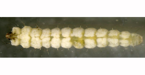 Phyllonorycter spinicolella larva,  dorsal