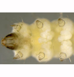 Phyllonorycter spinicolella larva,  ventral