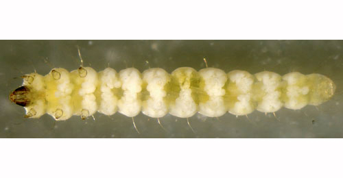 Phyllonorycter spinicolella larva,  dorsal