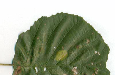 Mine of Phyllonorycter stettinensis on Alnus glutinosa