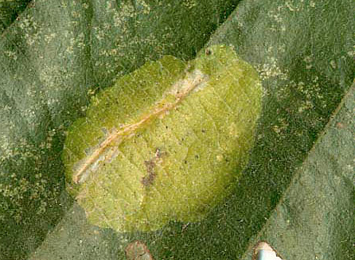 Mine of Phyllonorycter stettinensis on Alnus glutinosa